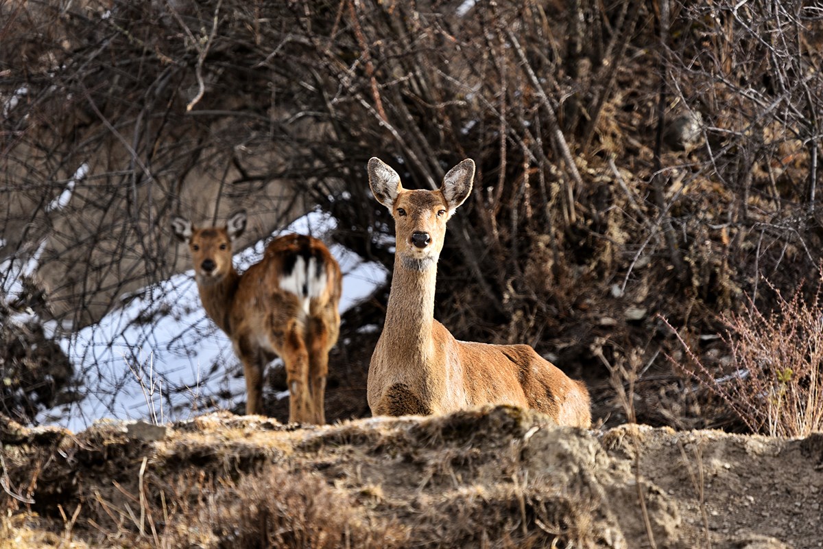 Sika Deer in Tiebu Nature Reserve | Foto da Liu Bin